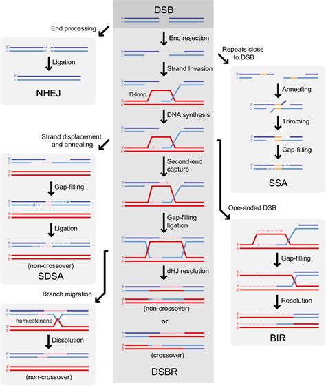 PDF Cell Cycle Regulation Of Homologous Recombination In