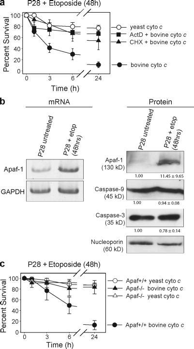 Transcriptional Up Regulation Of Apaf 1 After DNA Damage Sensitizes