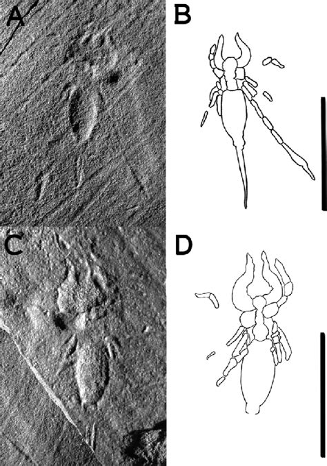 Whip scorpion (uropygid) body impressions found at the Gaulin site. A ...