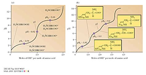 Amino Acids