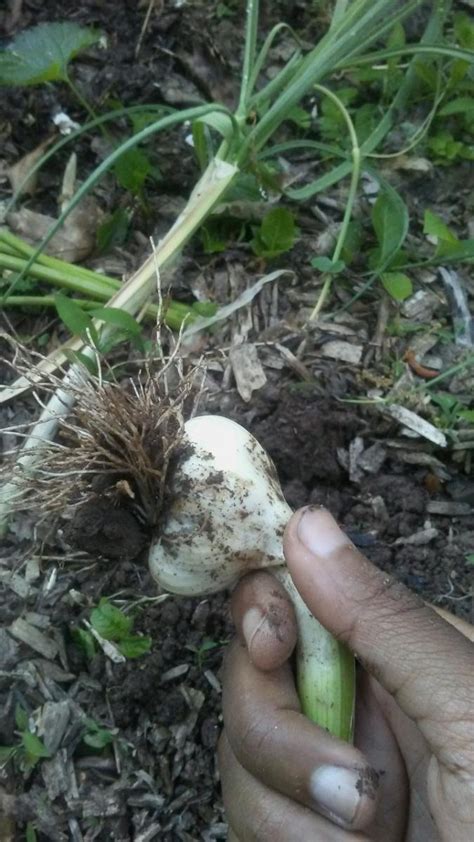 MY GREEN HAVEN: Harvesting Garlic