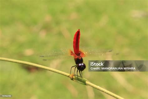 Capung Merah Yang Indah Di Semak Belukar Darter Atau Nomaden Berkurutan Merah Adalah Capung Dari ...