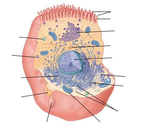 Ch 3 Cells And Tissue Diagram Quizlet