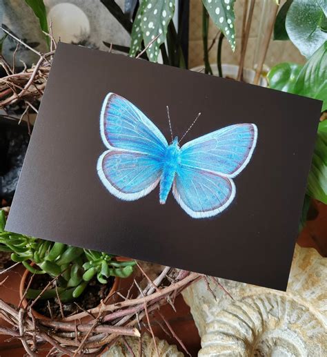 A5 size giant postcard, Glaucopsyche xerces, the extinct Xerces Blue b ...