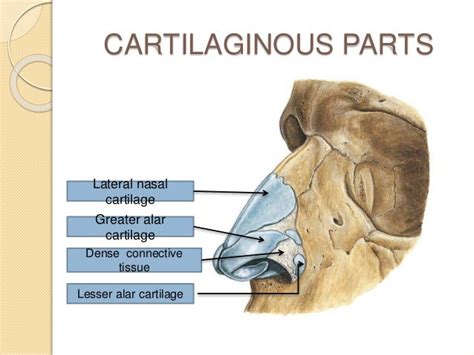 Nose And Paranasal Sinuses