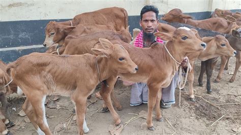 আজ ৭ এপ্রিল ২৪ ফরিদপুরের খামারীর জন্য ৩ হাট ঘুরে ১৩টি গাভী বাছুর