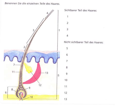 LF 3 Aufbau Von Haar Und Kopfhaut Diagram Quizlet