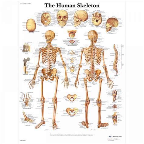 Human Skull Chart - SEM Trainers