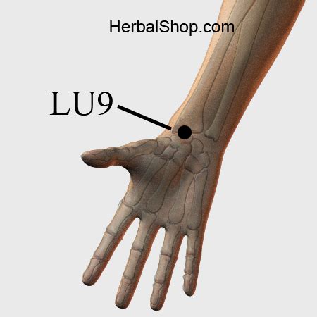 Acupressure Point Lu Herbalshop