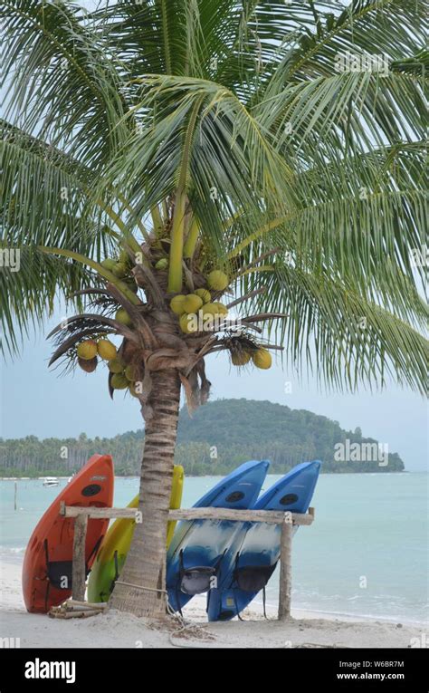 Koh Samui Coconut Palm Trees Hi Res Stock Photography And Images Alamy