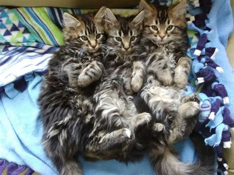 Maine Coon Kittens | Maine Spirit Farm