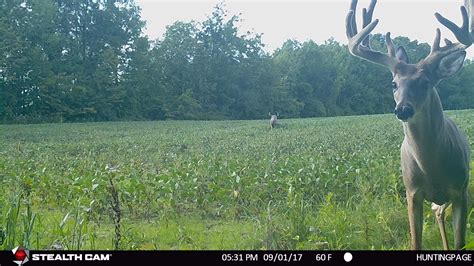 Whitetail Playbook Scouting Summer Bucks The Hunting Page