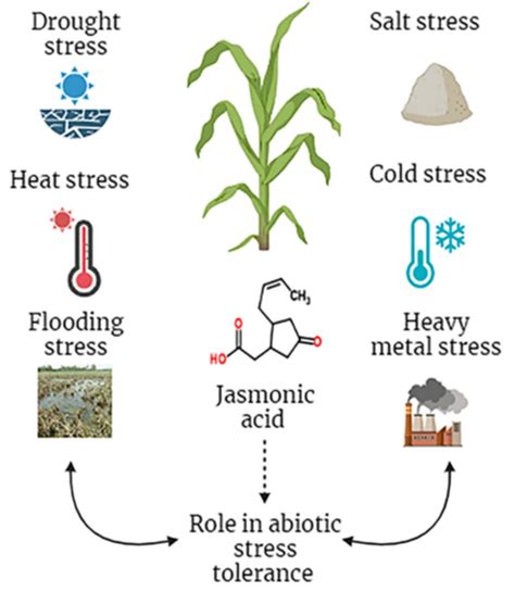 Plants Free Full Text The Multifaceted Role Of Jasmonic Acid In