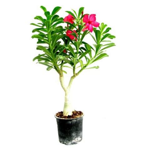 Adenium Pink Grafted Adenium Obesum Desert Rose Plant