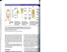 9 Embryogenesis.pdf - | Course Hero