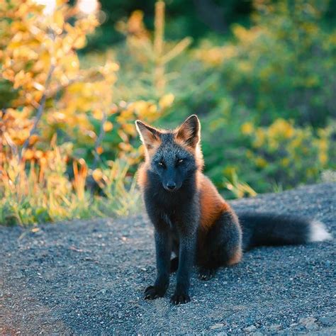 Pin By Stefan K On Screenshots Cross Fox Black And Orange Fox Pet Fox