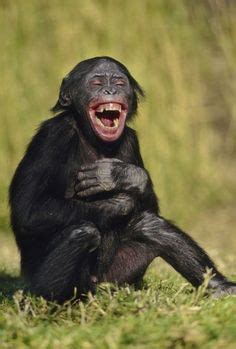 Funny Smiling Monkeys