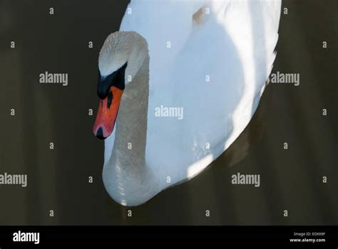 A Close Up Of The Distinctive Orange Bill Of A Cygnus Olor Also Known