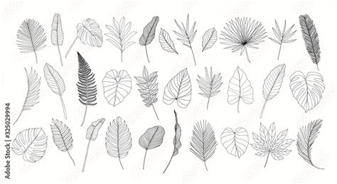 Line Art Tropical Leaves Set Exotic Leaves Isolated On White