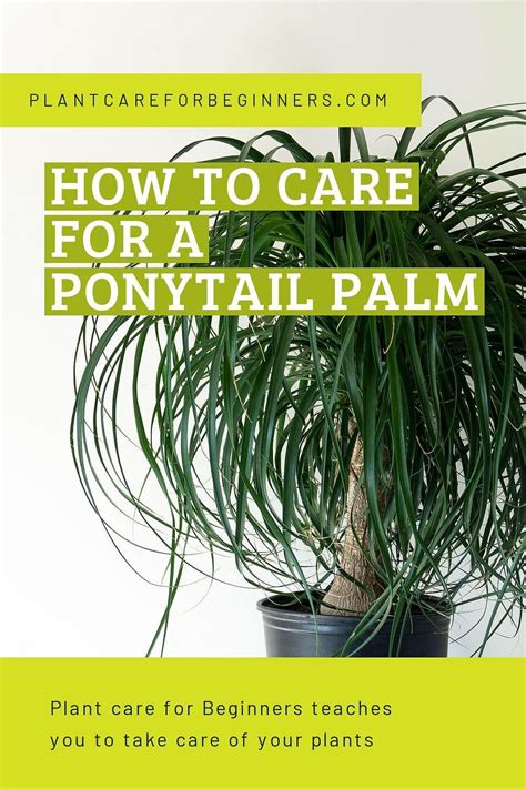 Expert Tips How To Save A Dying Palm Tree Fast Artofit