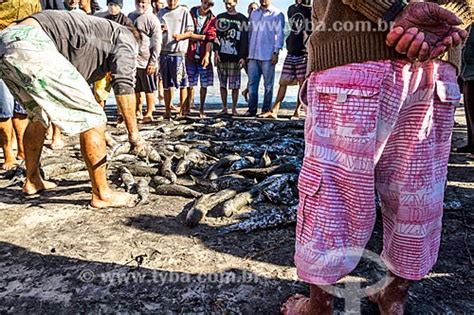 TYBA ONLINE Assunto Detalhe de tainhas na Praia do Pântano do Sul