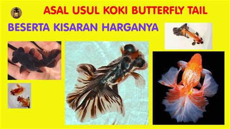 Ikan Mas Koki Butterfly Ayu Damar Lampu Youtube