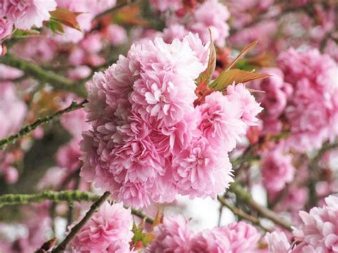 Prunus Asano Japanese Flowering Cherry In 2022 Japanese Flowering