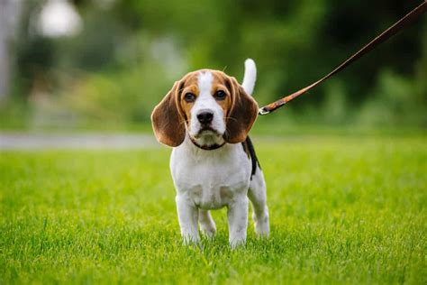 Mua Bán Chó Beagle. Giới Thiệu Chó Beagle, Cách Nuôi Và Cách Chăm Sóc