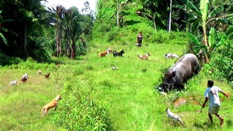 Begini Keseruan Berburu Babi Hutan Di Sumatera Barat Amazing Hunting