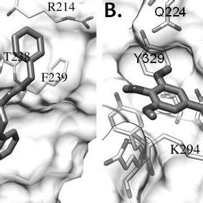 Lowest Energy Binding Poses Of Compound C A And D B Docked Onto