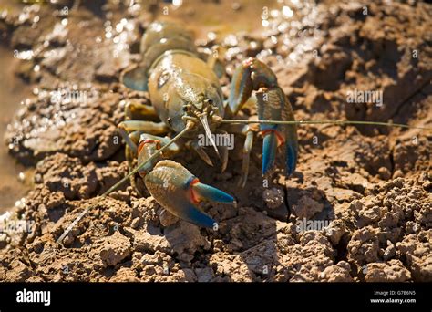 Yabby hi-res stock photography and images - Alamy