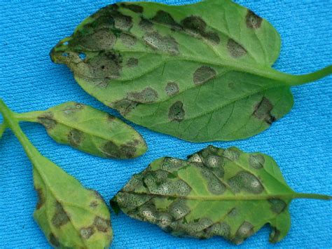 Septoria Leaf Spot On Tomatoes Vegetable Pathology Long Island