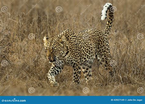 Snarling Leopard stock image. Image of danger, decor - 43927149