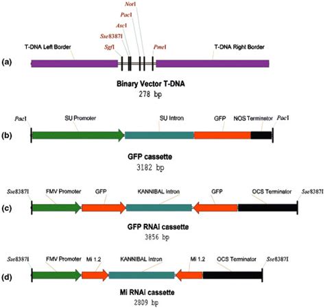 Vectors A Binary Vector T Dna Region With Internal Eight Base