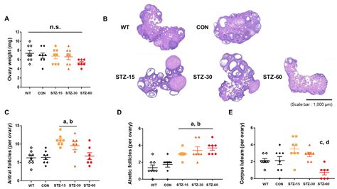 IJMS Free Full Text Consecutive Low Doses Of Streptozotocin Induce