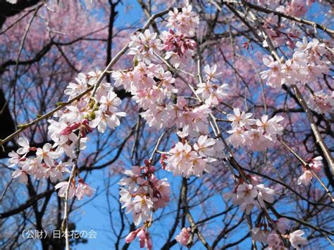 枝垂桜 桜図鑑｜公益財団法人日本花の会