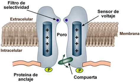 Blog De Fisiolog A Canales Ionicos