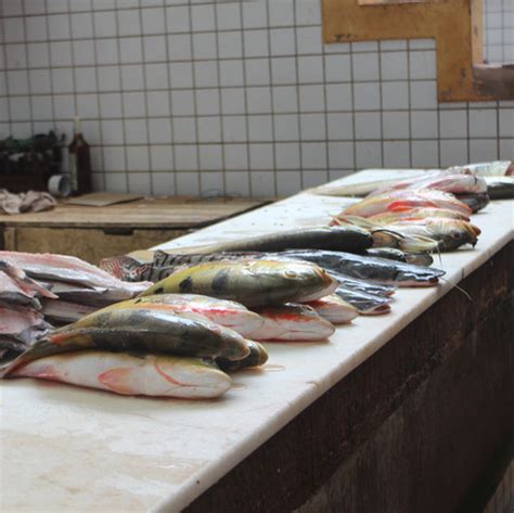 Imagens De Comercializa O Guia De Peixes Comercializados Em Monte Alegre