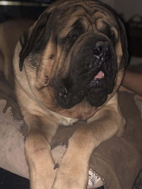Download English Mastiff Pictures | Wallpapers.com
