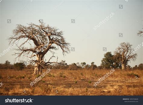 African Savannah Big Baobab Tree Growing Stock Photo 1055724620 ...