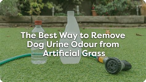 how to clean artificial grass from dog pee