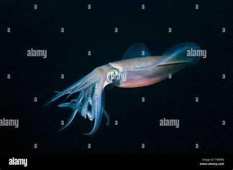 Bigfin Reef Squid Sepioteuthis Lessoniana Puerto Galera Philippines