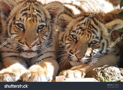 Sleepy Tiger Cubs Stock Photo 81739903 : Shutterstock