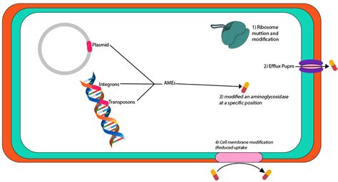 Antibiotic Resistance In Proteus Mirabilis Mechanism Status And