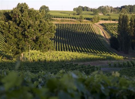 Ch Teau Cantin Crus Et Domaines De France