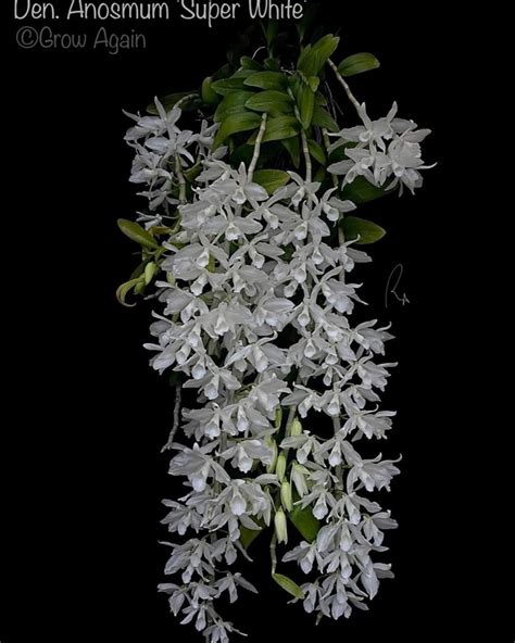 Мой блокнот. Орхидеи. 2024 | ВКонтакте