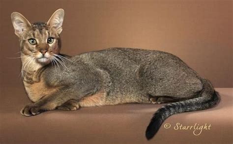 Chausies - Chausie Kittens for Sale | Chausie cat, Pretty cats, Popular ...