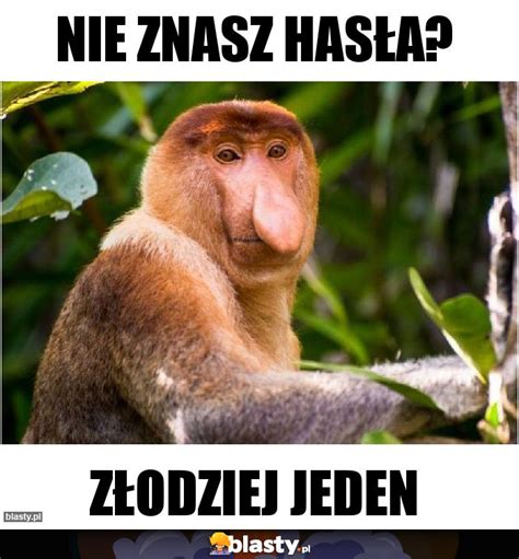 Nie Znasz Has A Memy Gify I Mieszne Obrazki Facebook Tapety