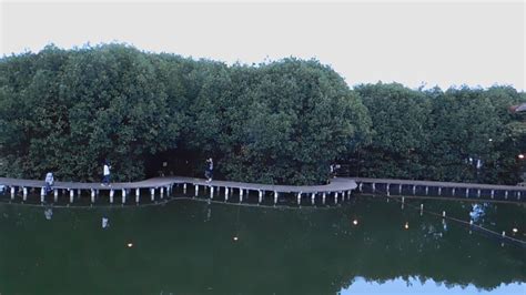 Menikmati Rindangnya Hutan Bakau Di Mangrove Adventure Park Semarang