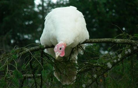 Pavo Blanco Peque O De Beltsville Gallinas Ponedoras